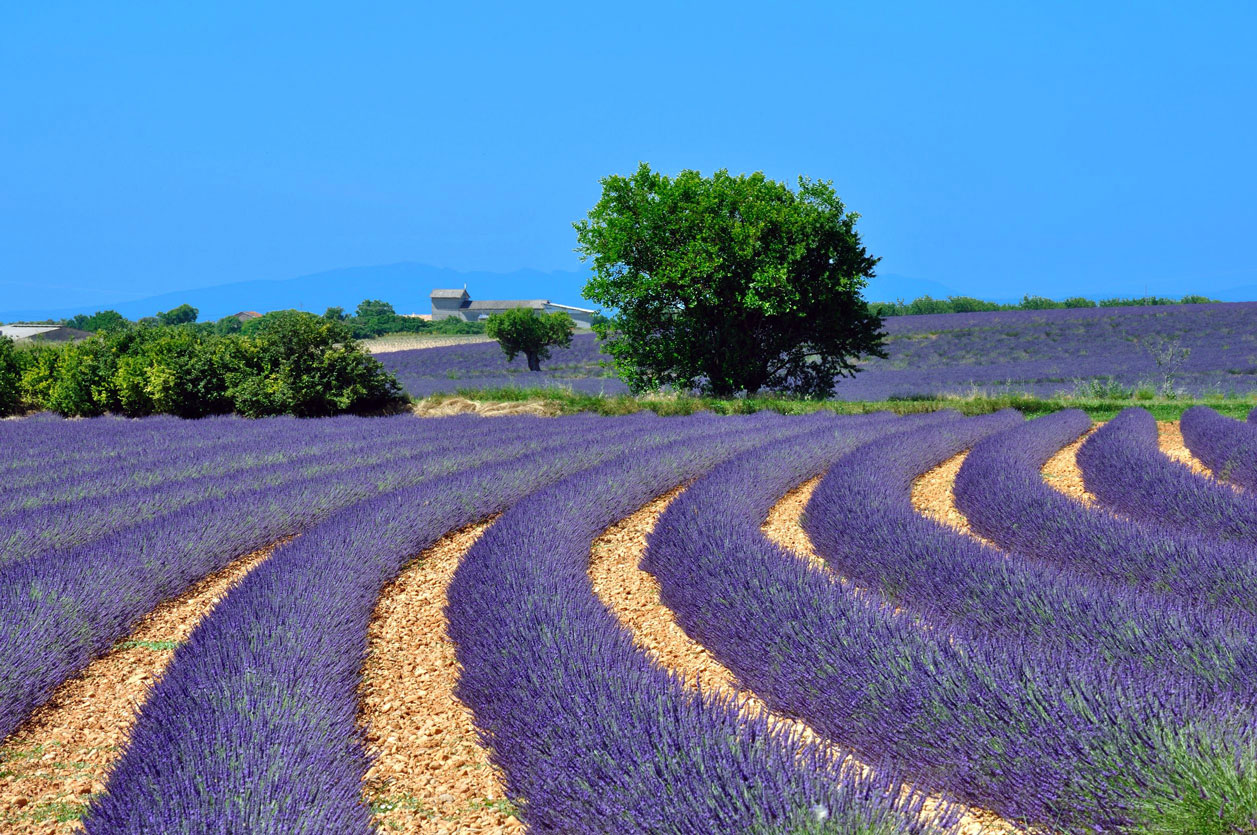 Fruits du Vaucluse : compotes et confitures de la manufacture des Comtes de Provence.