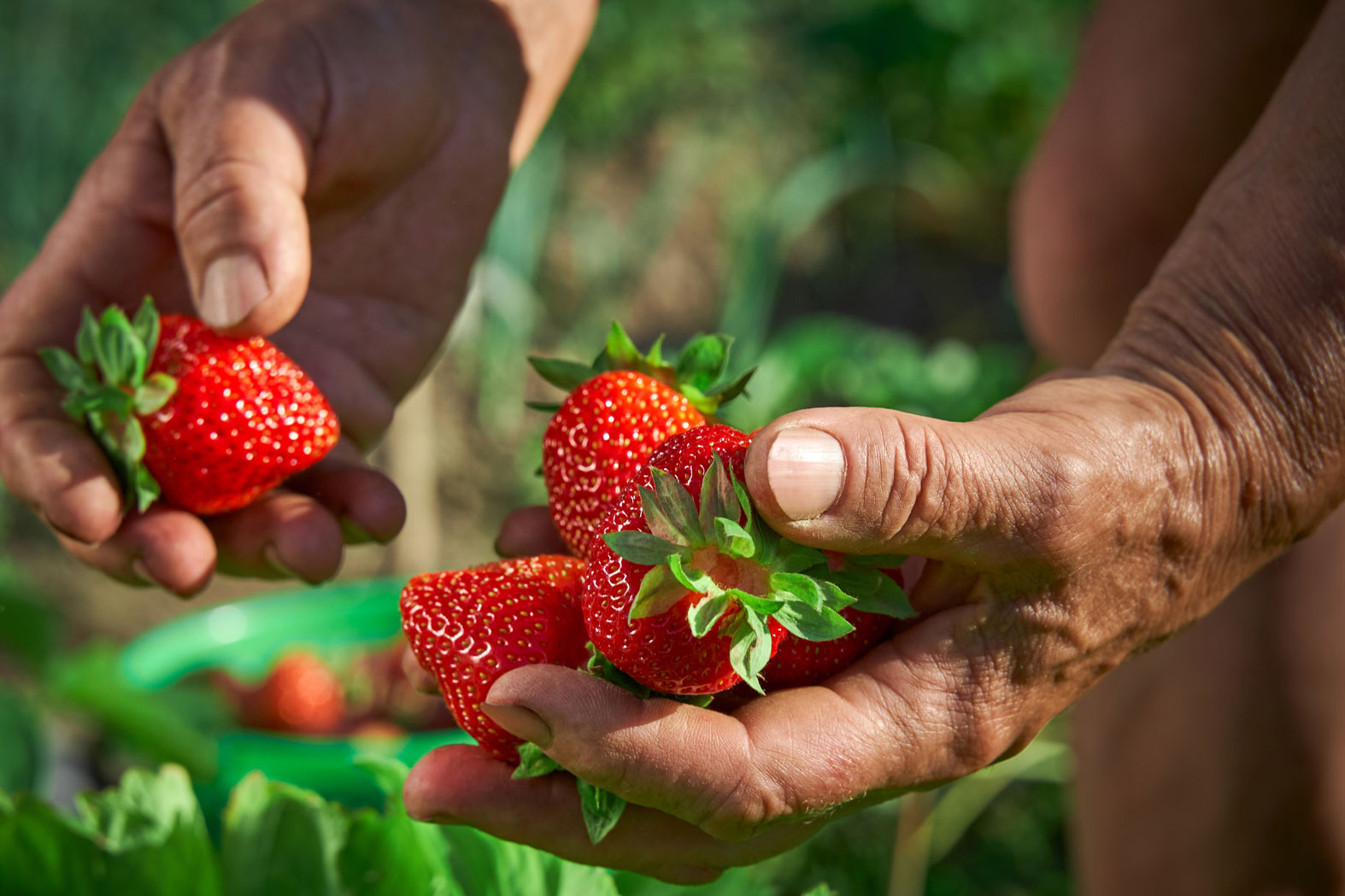 Les compotes des Comtes de Provence, manufacture de fruits du Vaucluse.